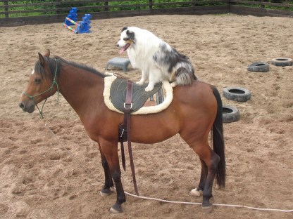 Nikaya riding Mashud profile picture 1