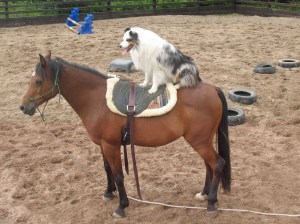 Nikaya riding Mashud profile picture 1