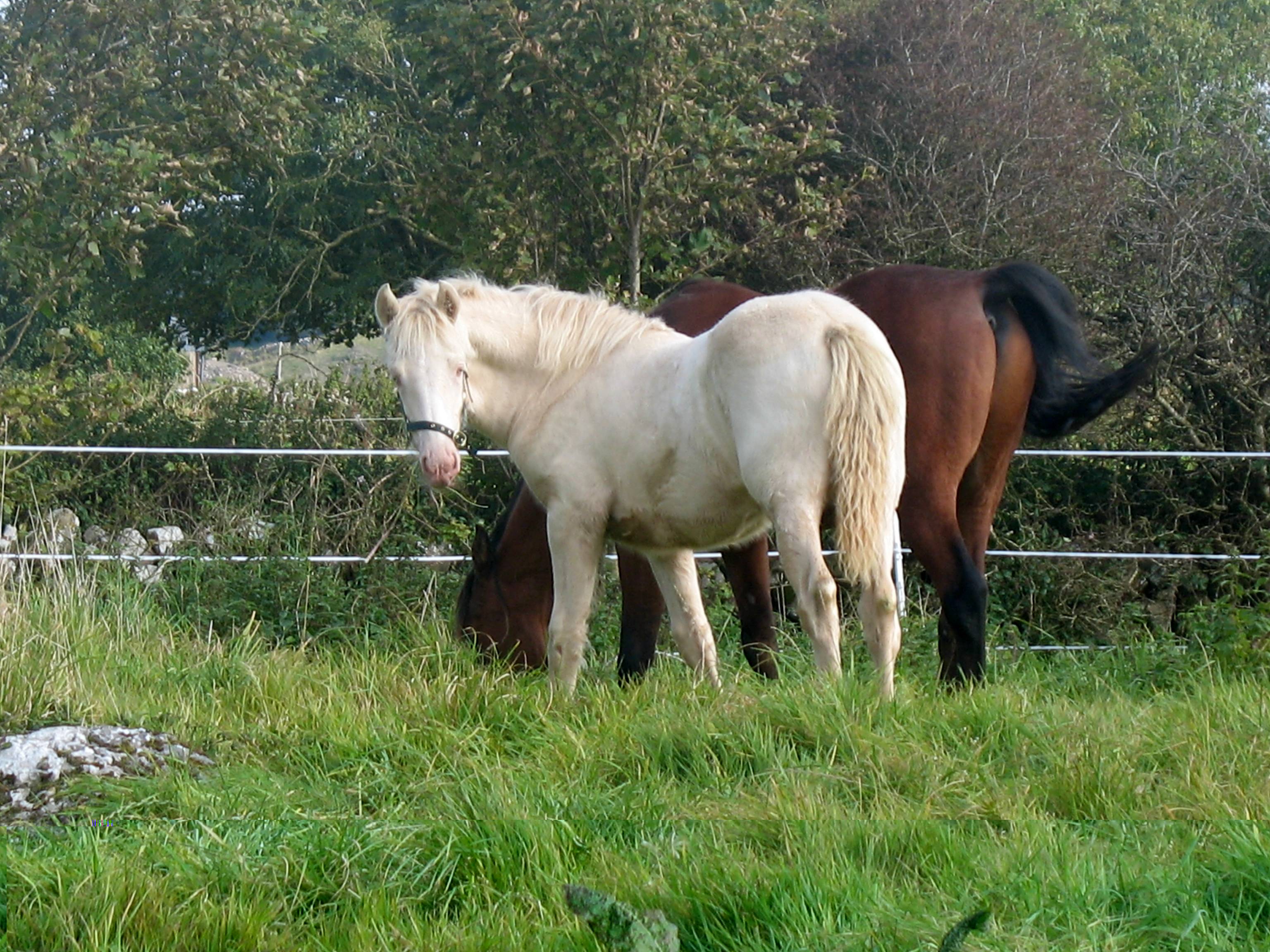 Amy and Mashud 7 30-09